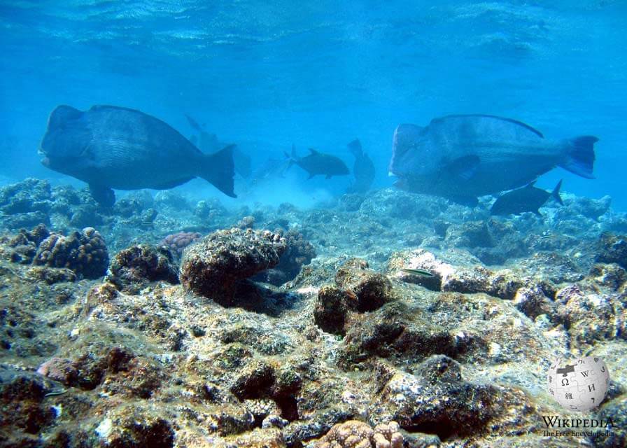 Green humphead parrotfish