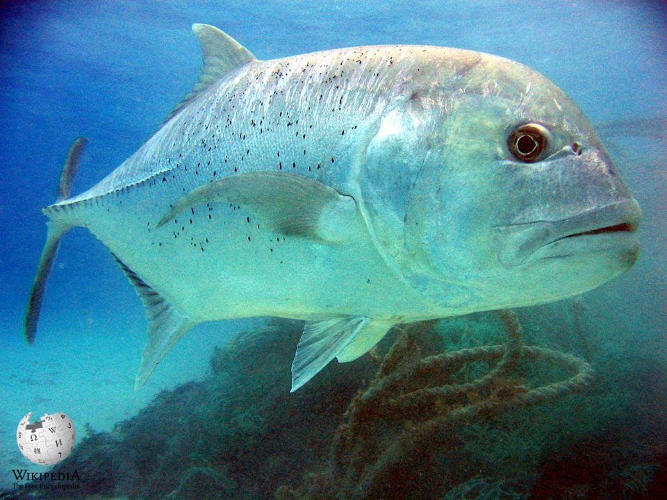 Giant trevally