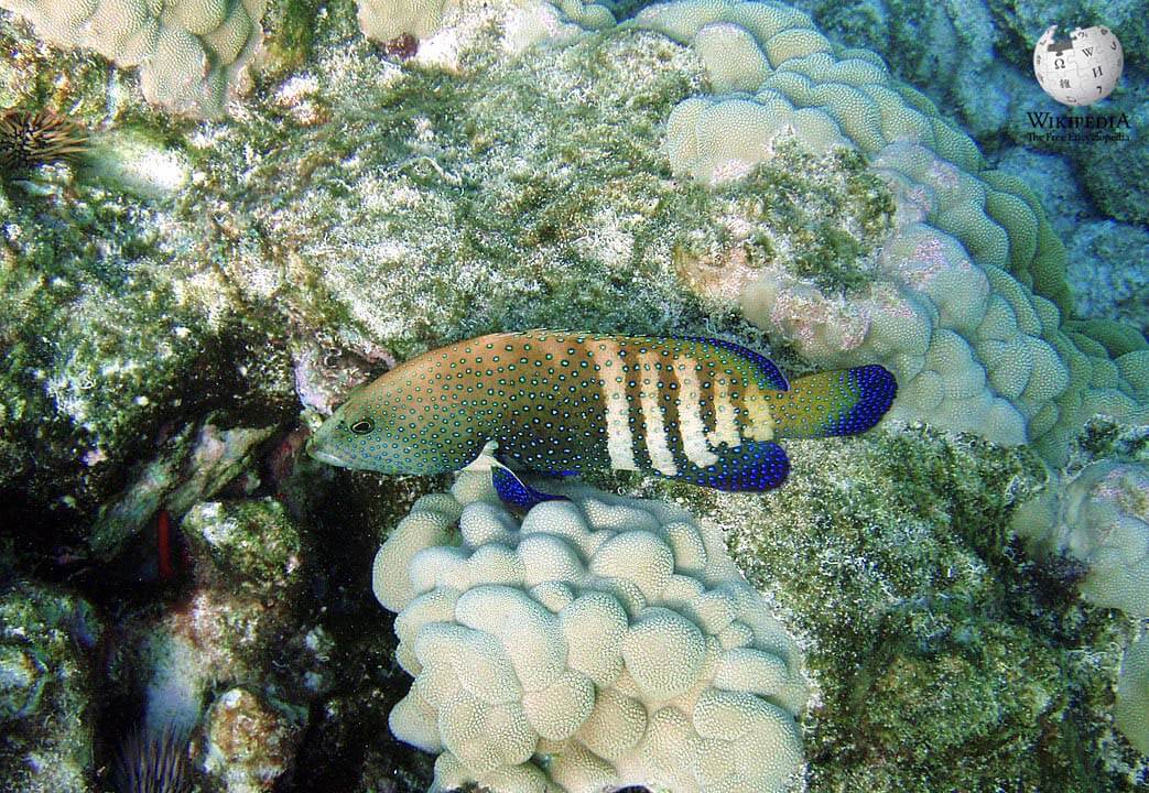 Peacock hind