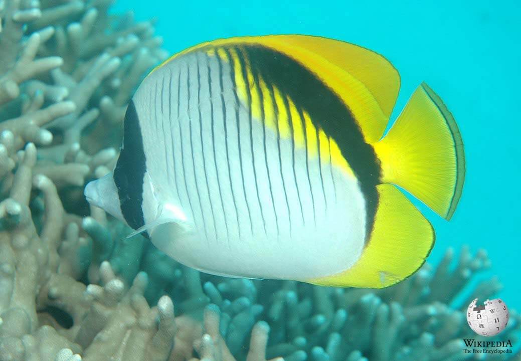 Lined butterflyfish