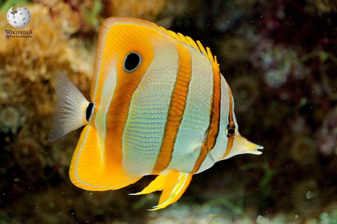 Long-beaked coralfish