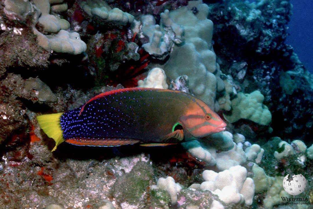 Yellowtail coris