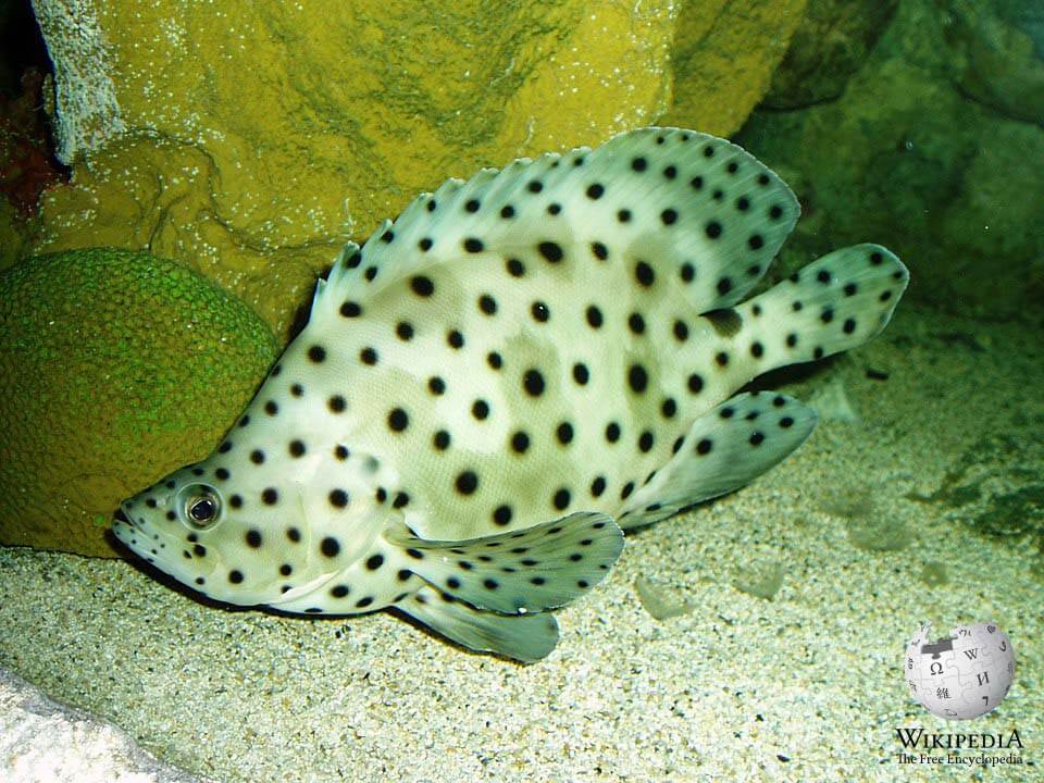 Humpback grouper