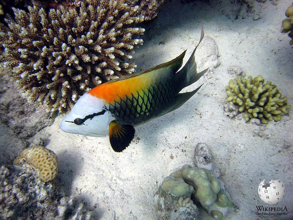 Slingjaw wrasse