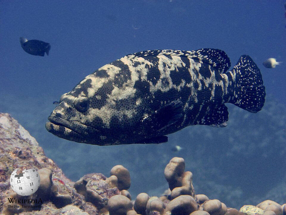 Brown-marbled grouper