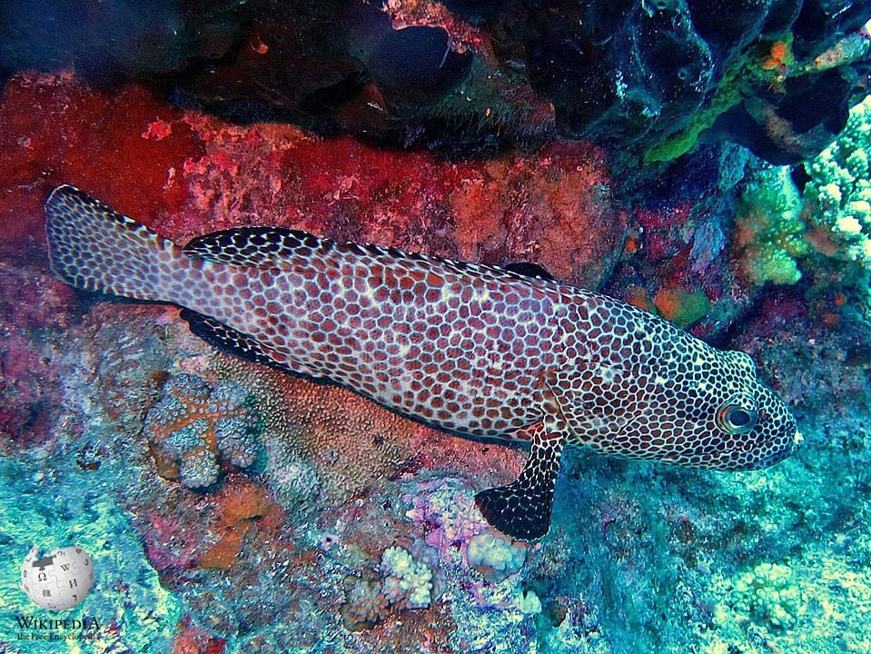 Honeycomb grouper