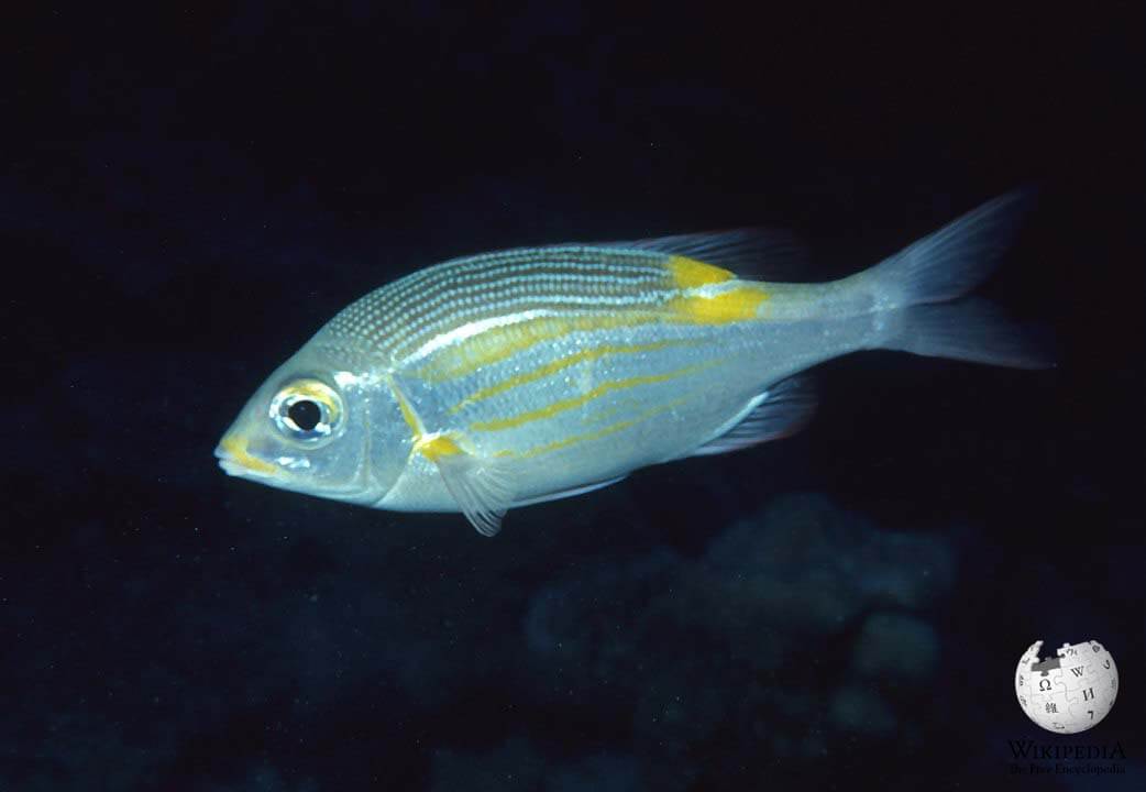 Striped large-eye bream