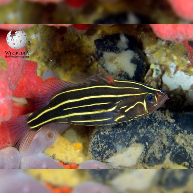 Six-lined soapfish