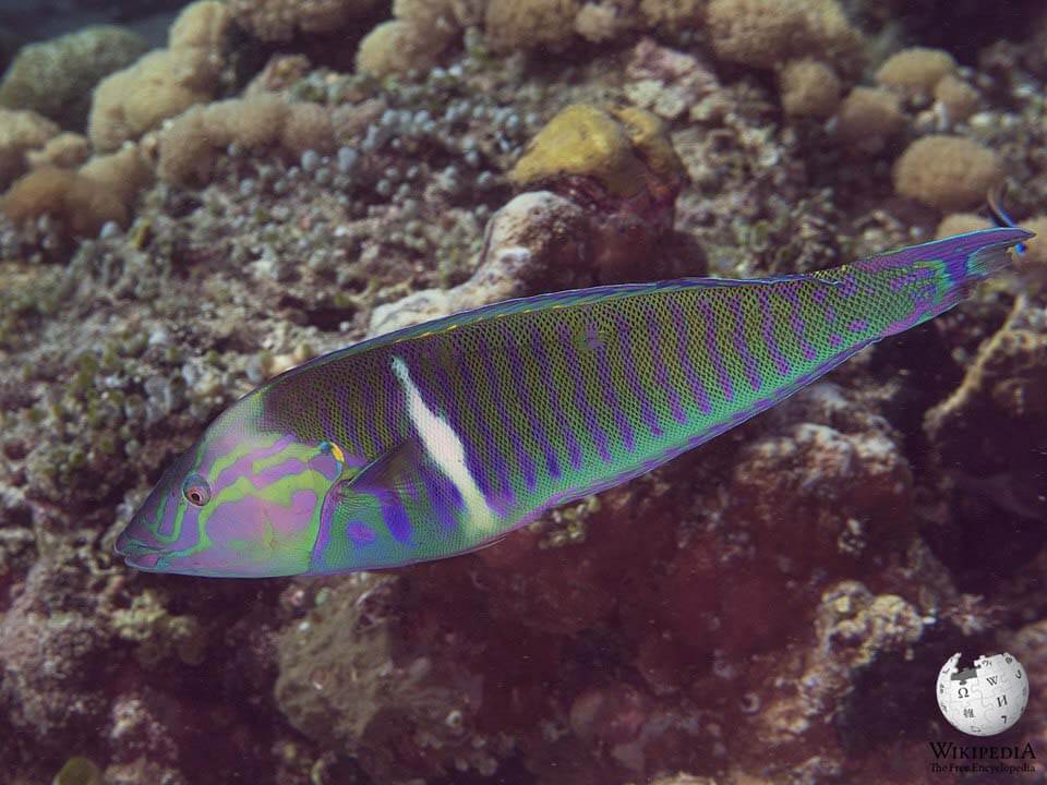 Pastel ringwrasse