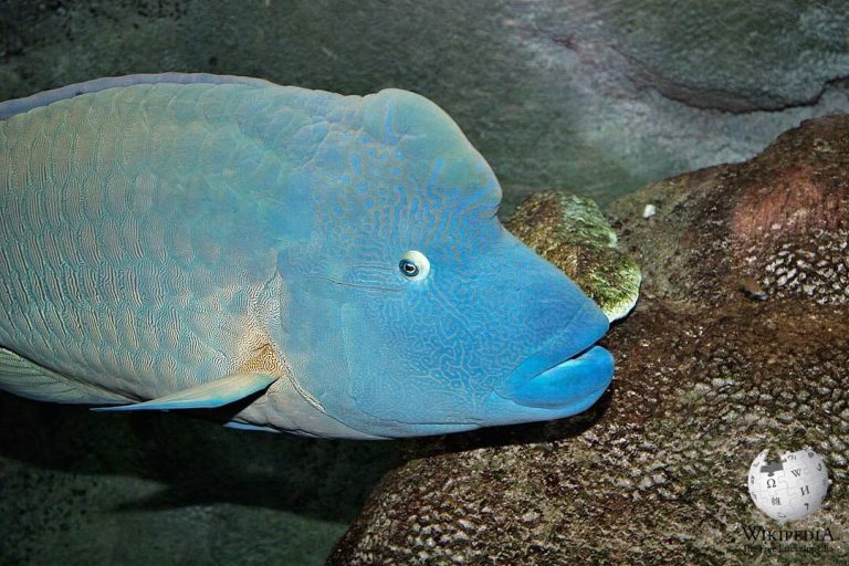 Humphead wrasse Moalboal Reef Species