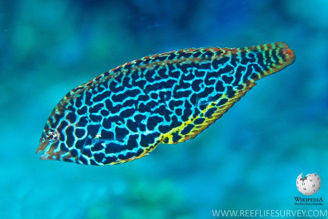 Leopard wrasse - Moalboal Reef Species