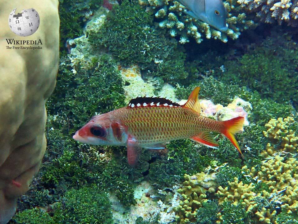 Blackfin squirrelfish