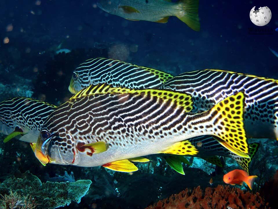 Yellowbanded sweetlips