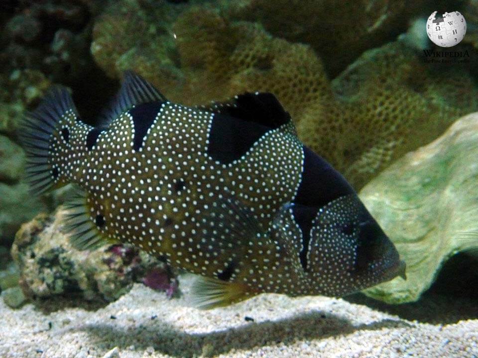 Spotted soapfish