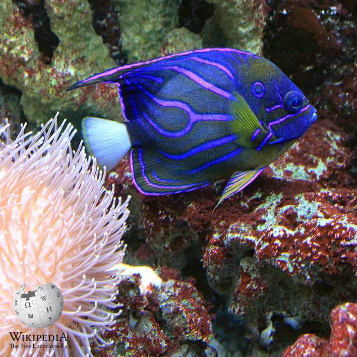 Blue-ringed angelfish