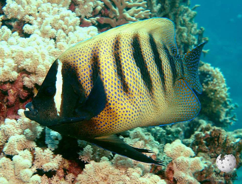 Six-banded angelfish