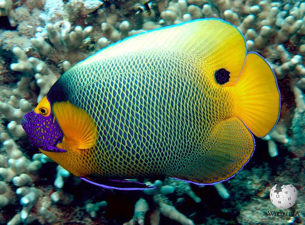 Yellowface angelfish