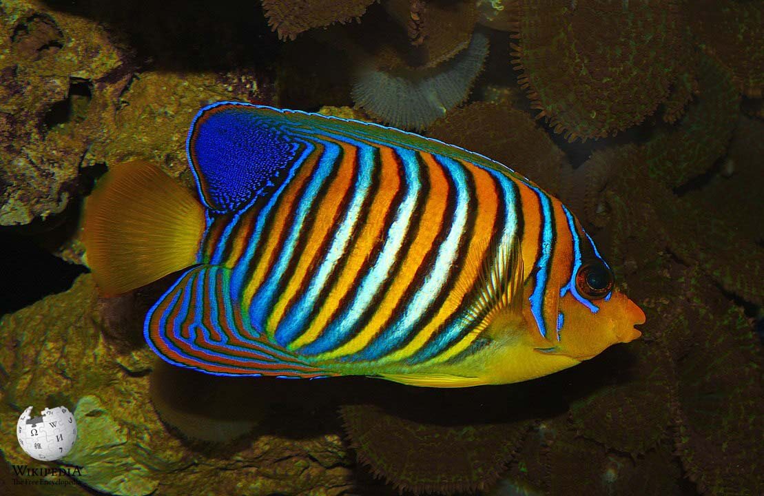 Regal angelfish