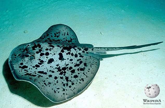 Round ribbontail ray