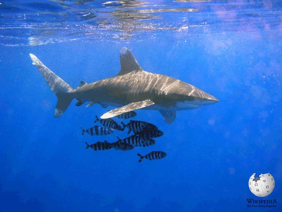 Thresher shark - Moalboal Reef Species