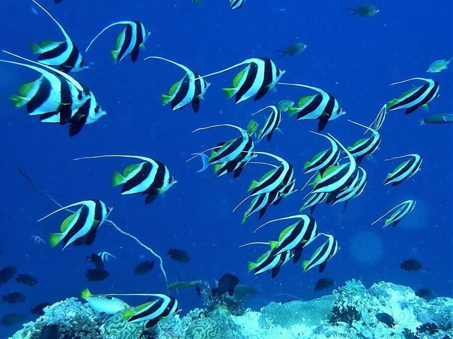 Pennant coralfish