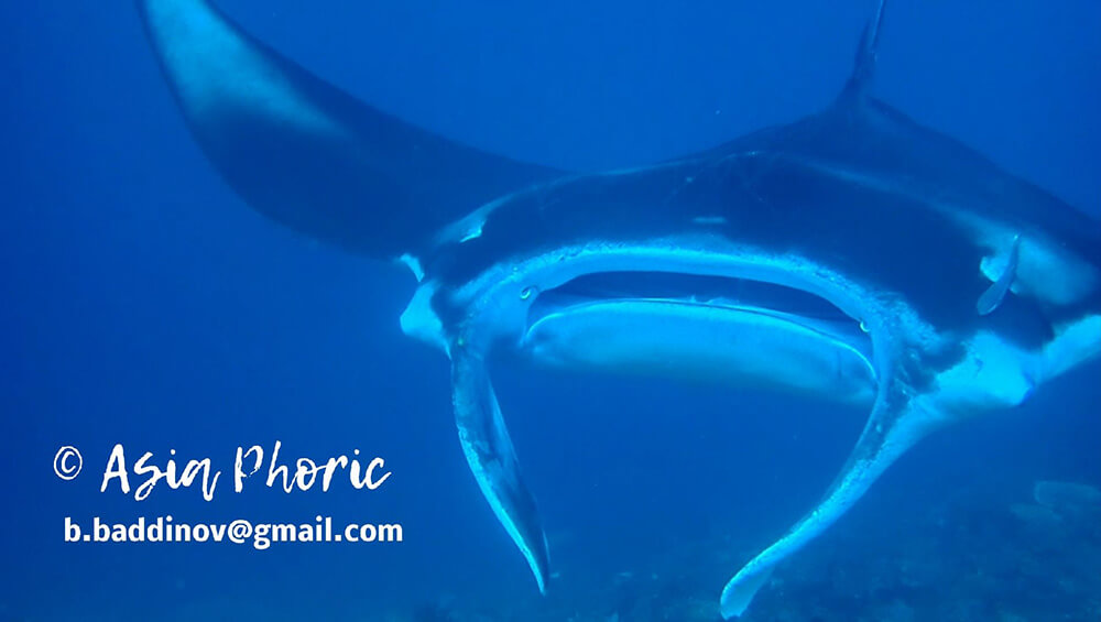 giant oceanic manta ray meat price