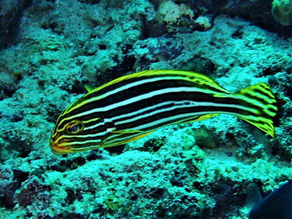 Oriental sweetlips - Moalboal Reef Species