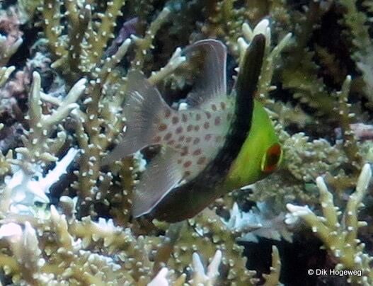 Pajama cardinalfish