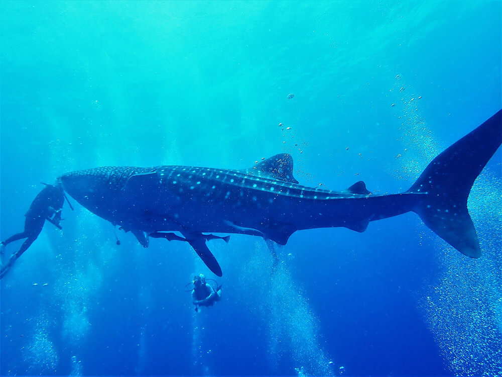 Whale shark - Moalboal Reef Species