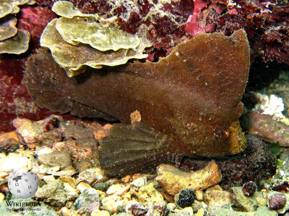 Cockatoo waspfish