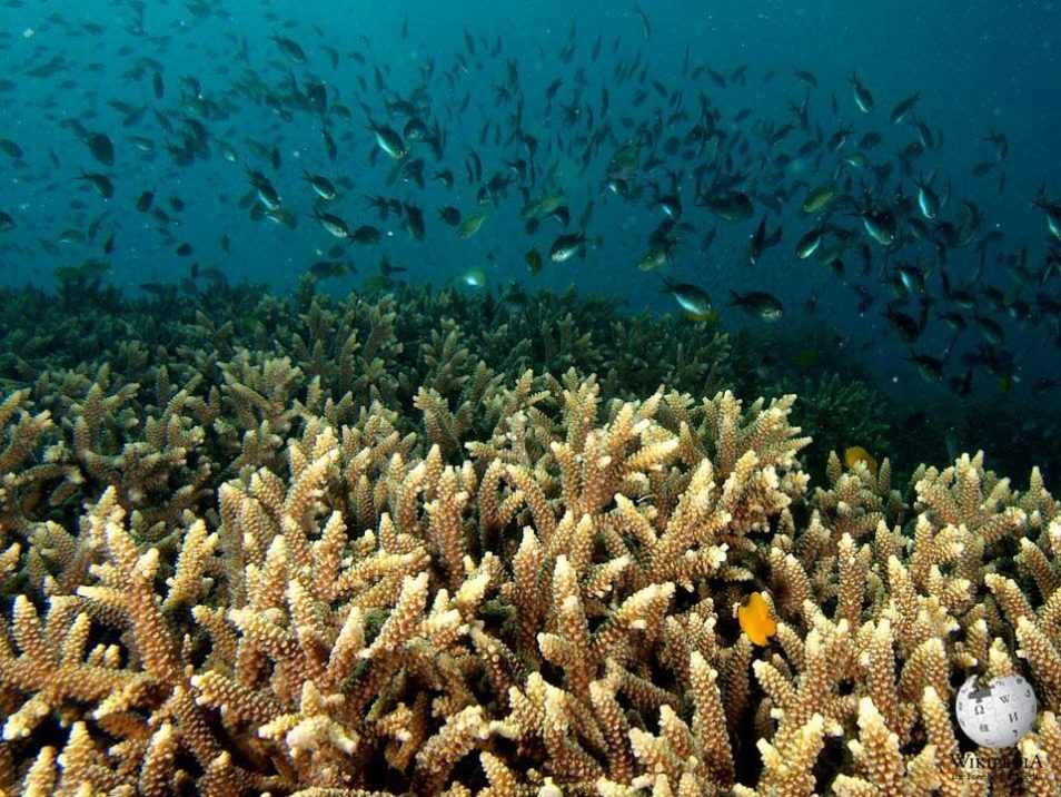 Great Staghorn Coral Moalboal Reef Species