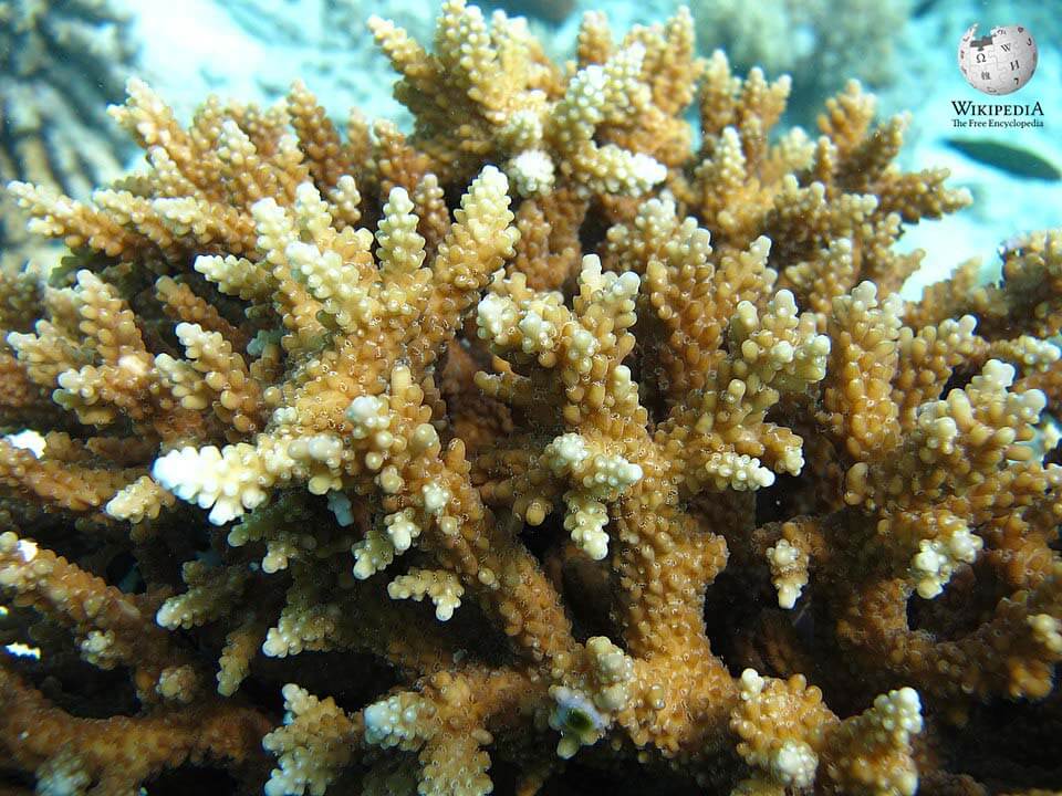 Wide Star acropora