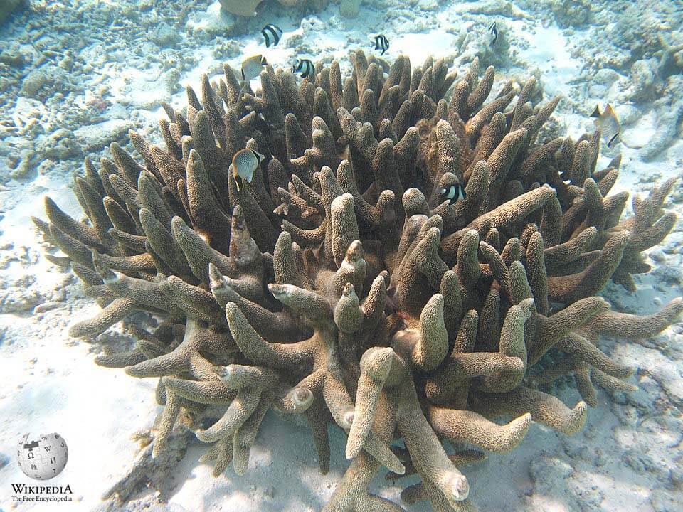 Robust table coral