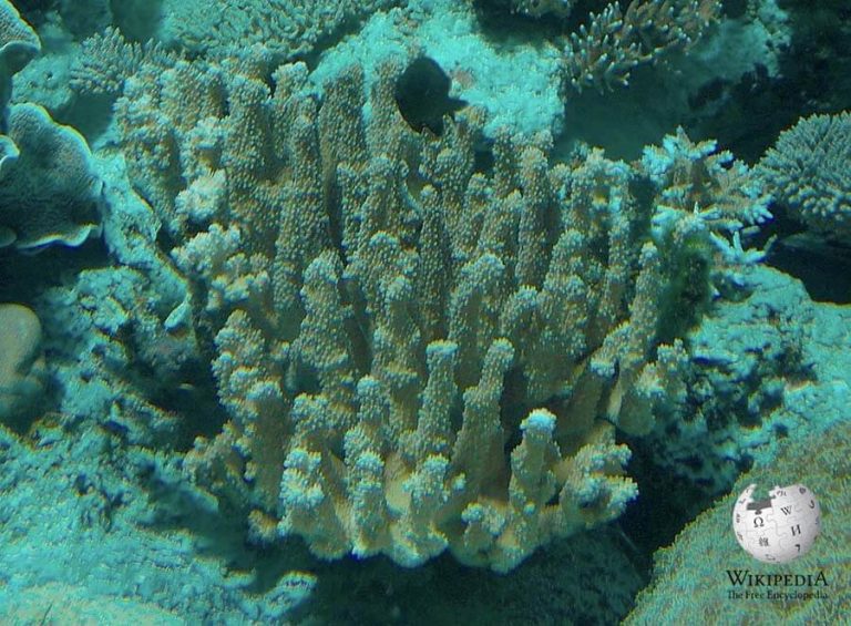 Antler Coral - Moalboal Reef Species