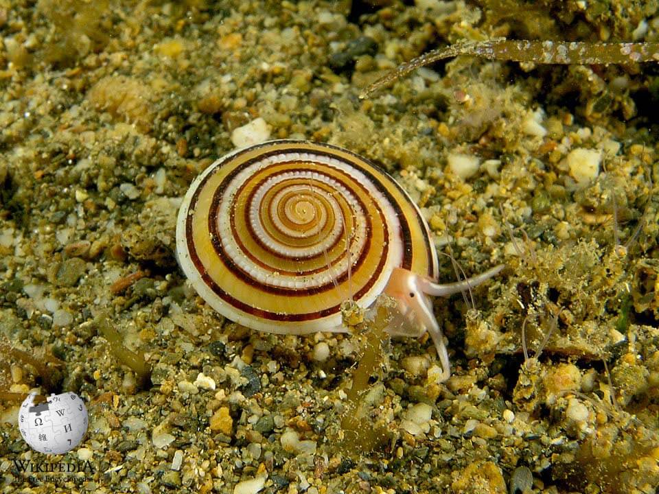 Clear sundial snail