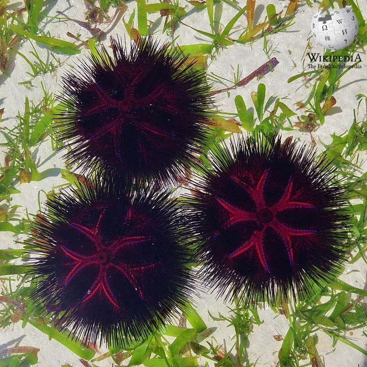 Red sea urchin