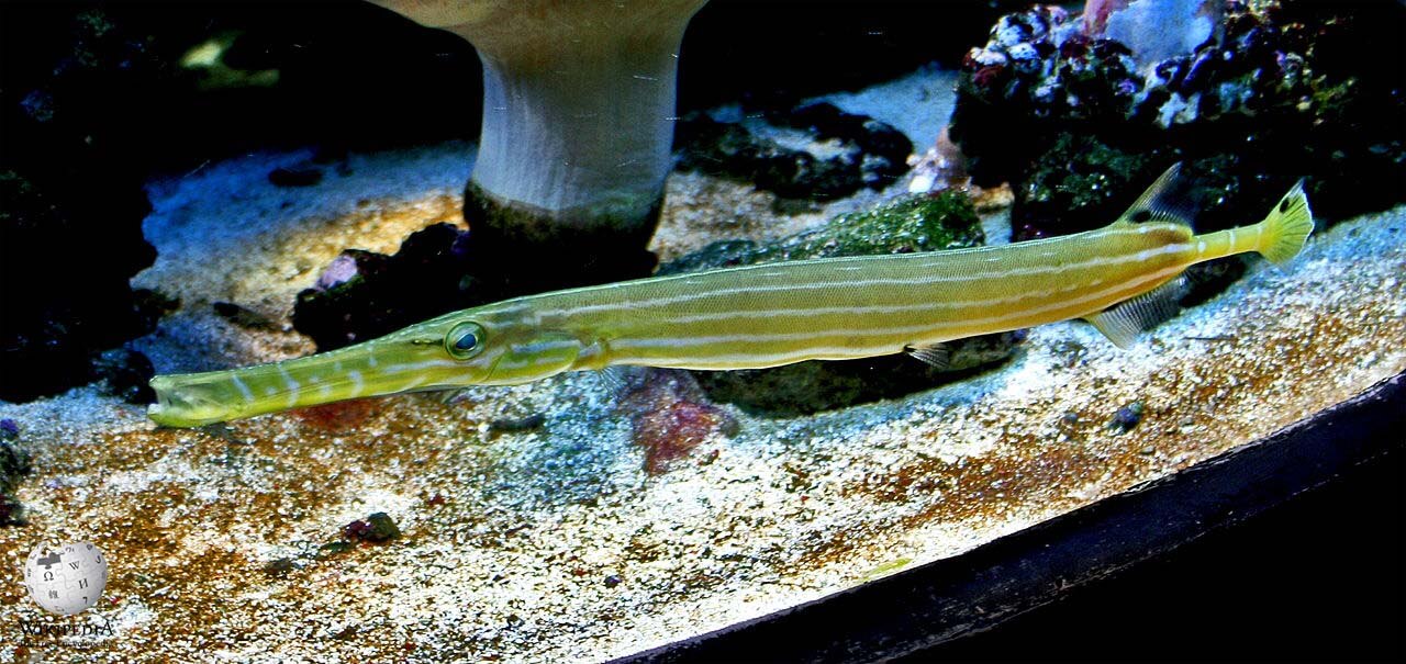 Trumpetfish