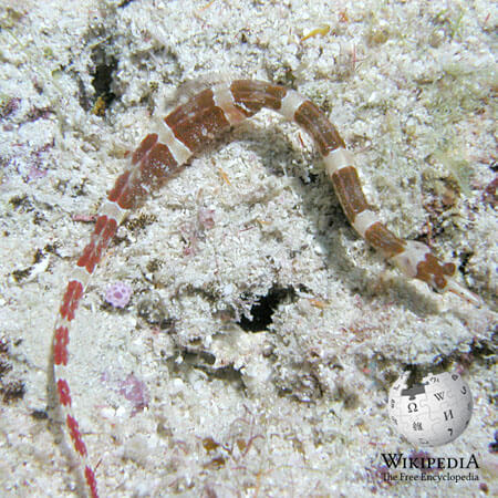 Brown-banded pipefish