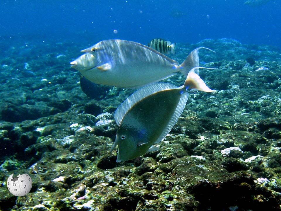 Bluespine unicornfish