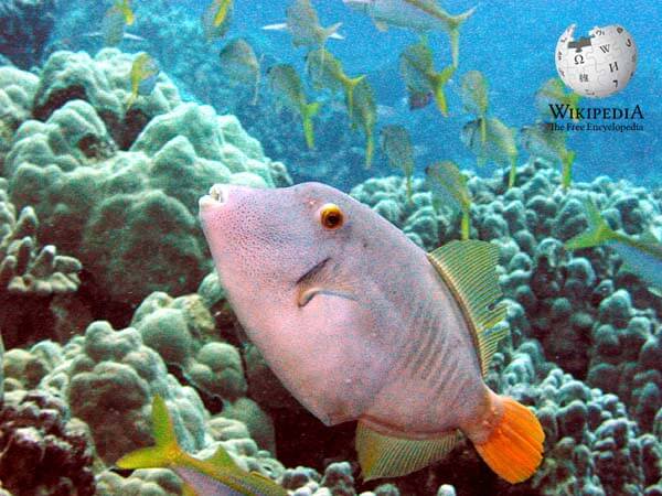 Whitespotted filefish