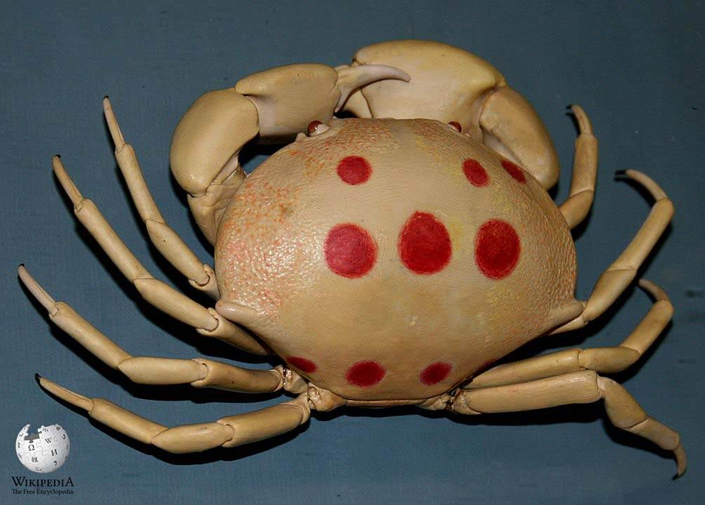 Spotted reef crab