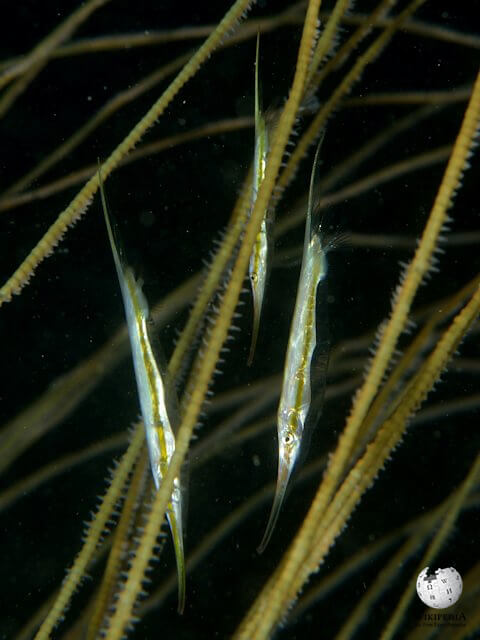 Grooved razorfish