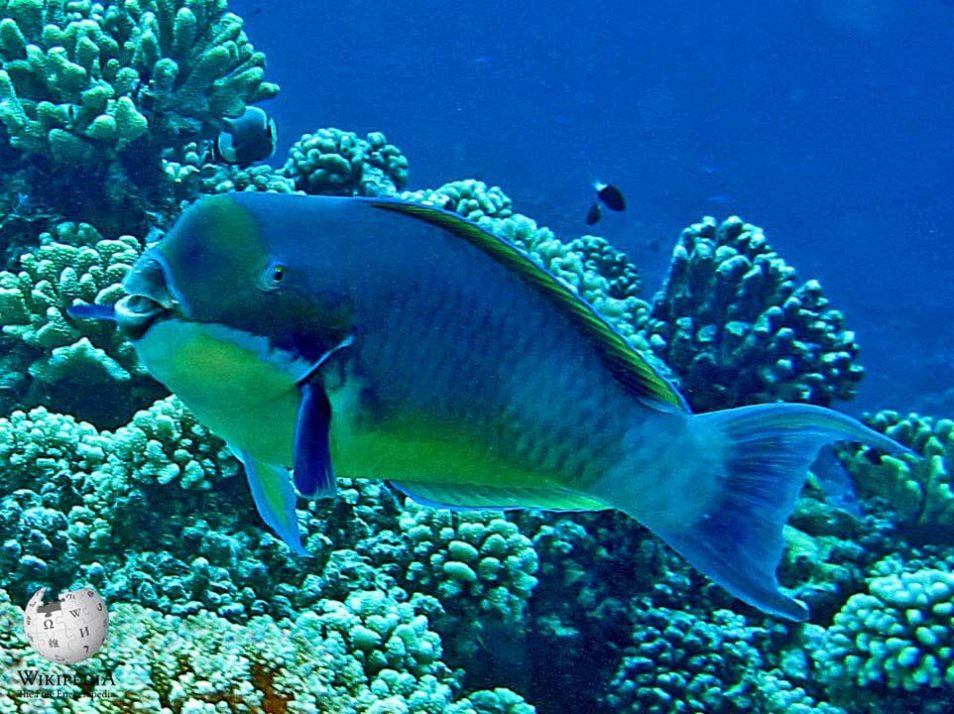 Steephead parrotfish - Moalboal Reef Species