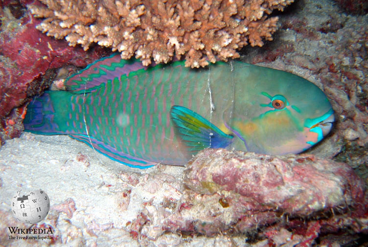 Bullethead parrotfish