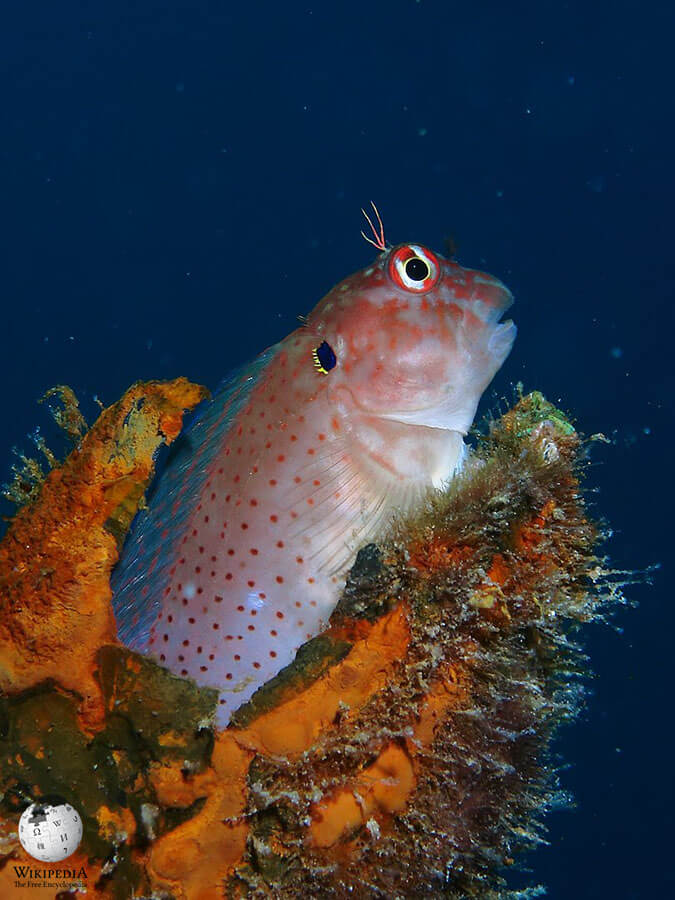 Eared blenny