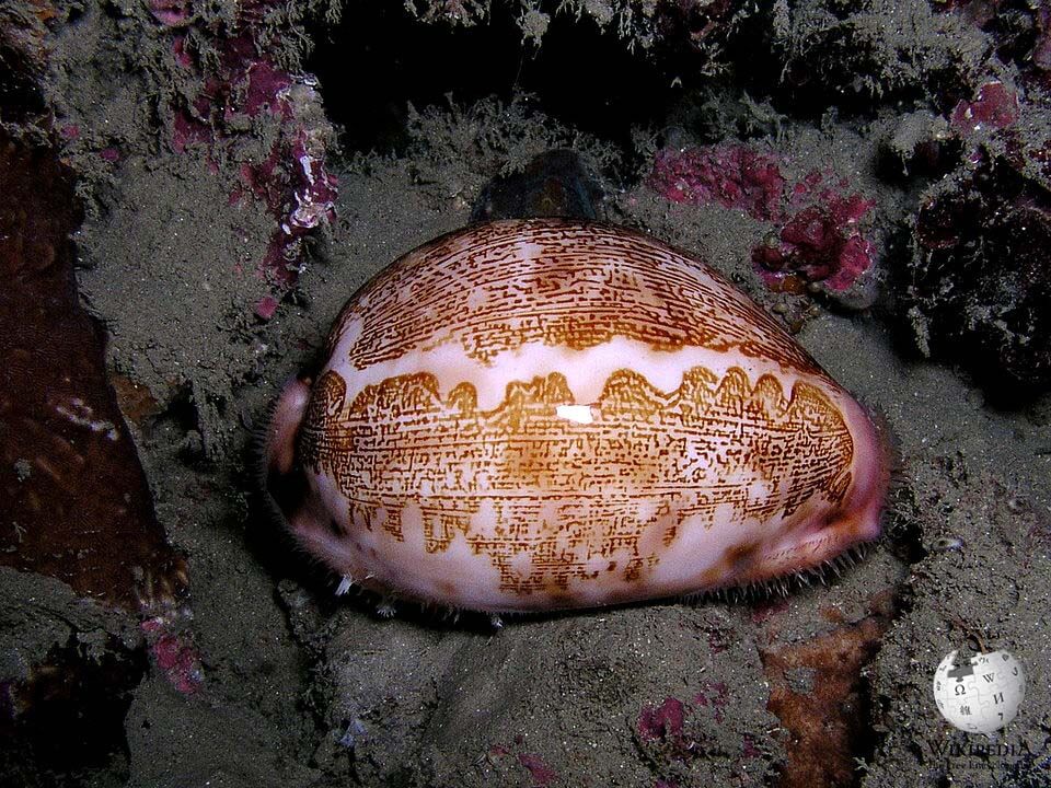 Map cowrie