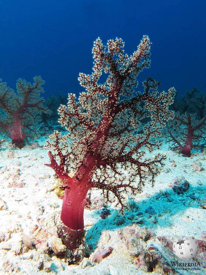 Carnation tree coral