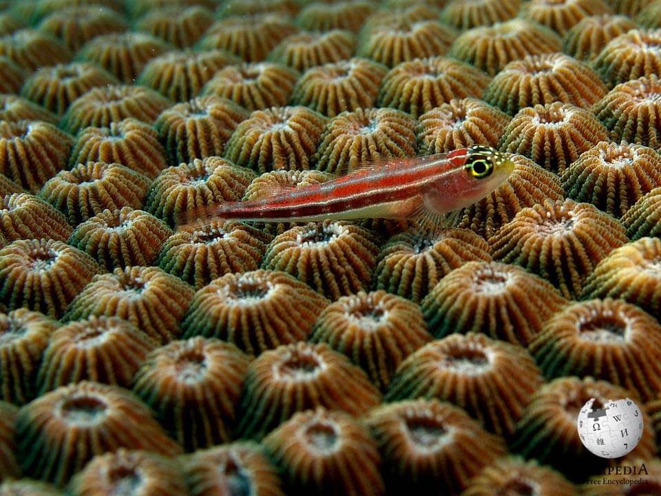 Honeycomb coral