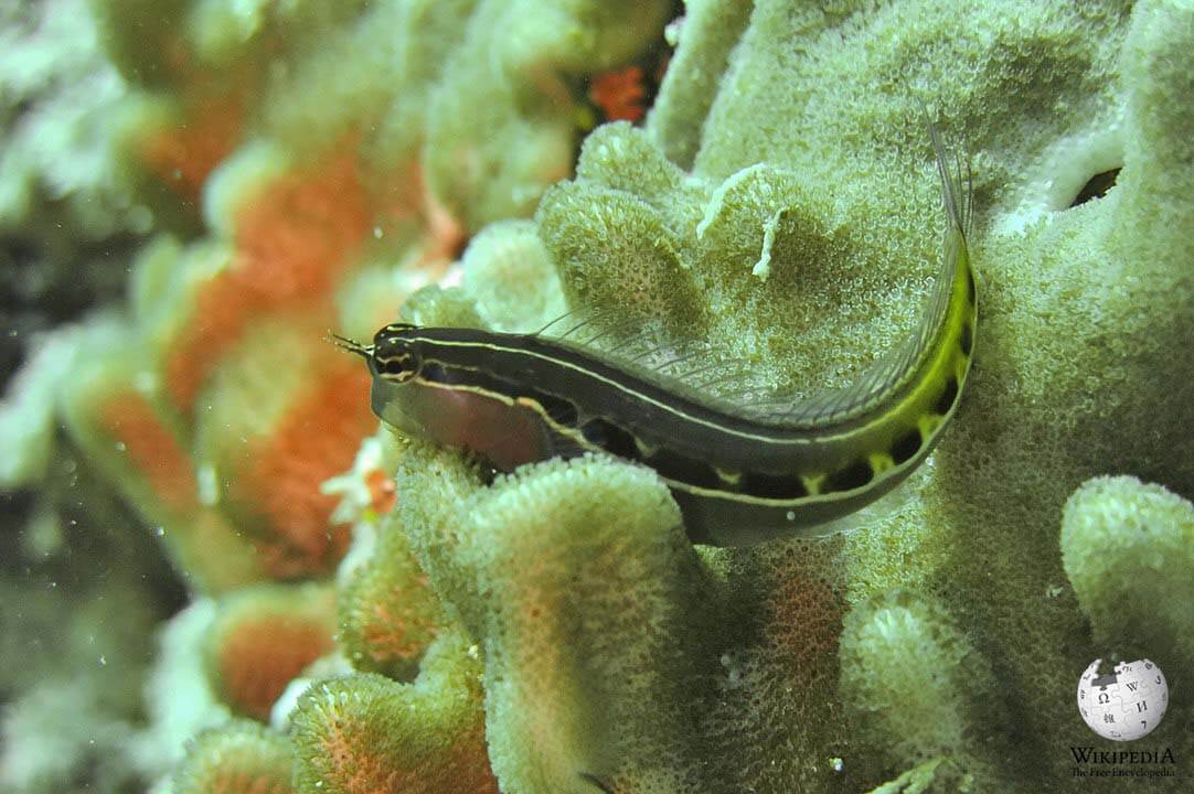 Lined coralblenny