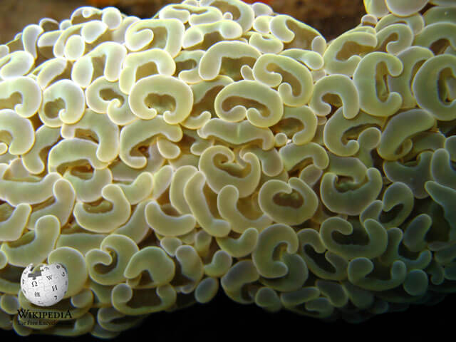 Anchor coral